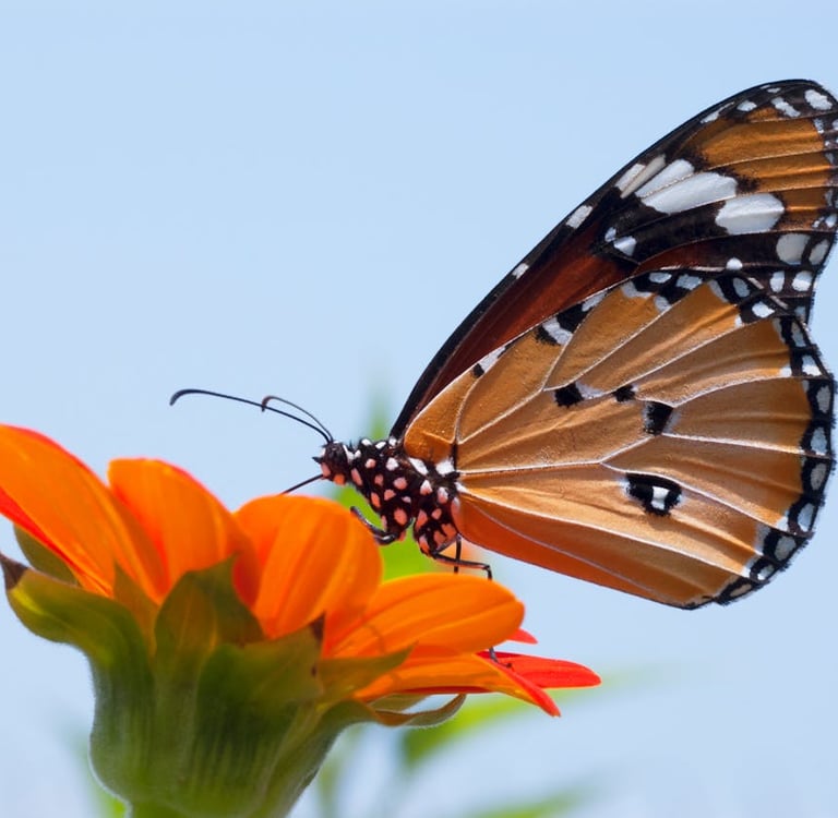 Illuminating the Tiny World: Expert Lighting Techniques for Macro and Close-Up Photography