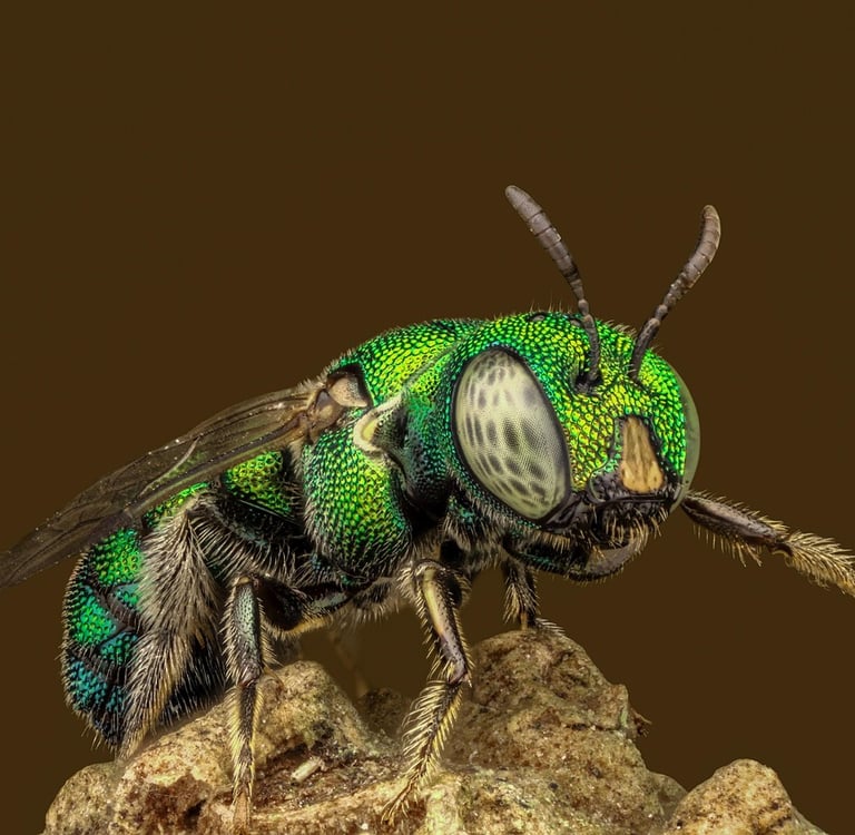 Macro Magic: How to Photograph Insects and Flowers in Stunning Sharp Detail