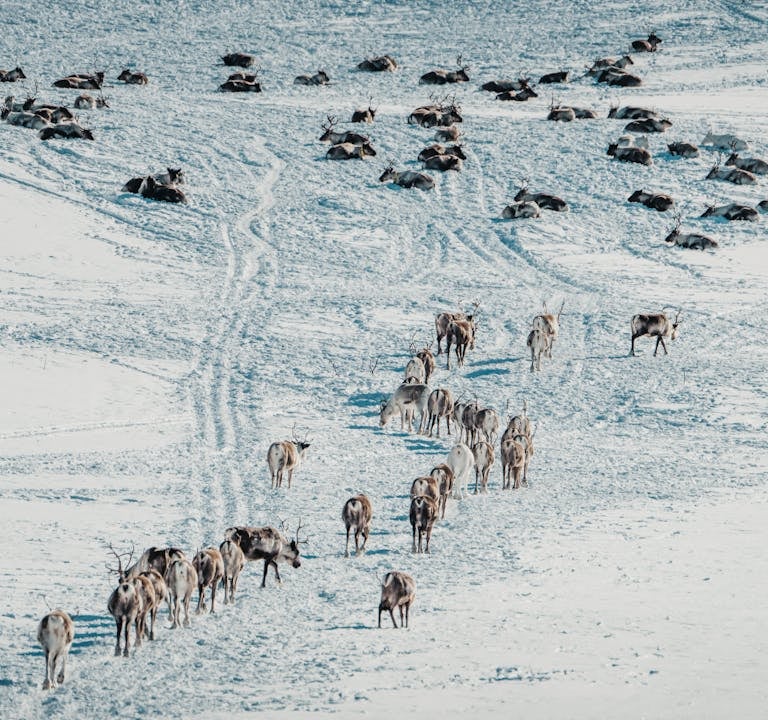 Survival of the Smartest: How Animals Are Adapting to Climate Change in Extraordinary Ways