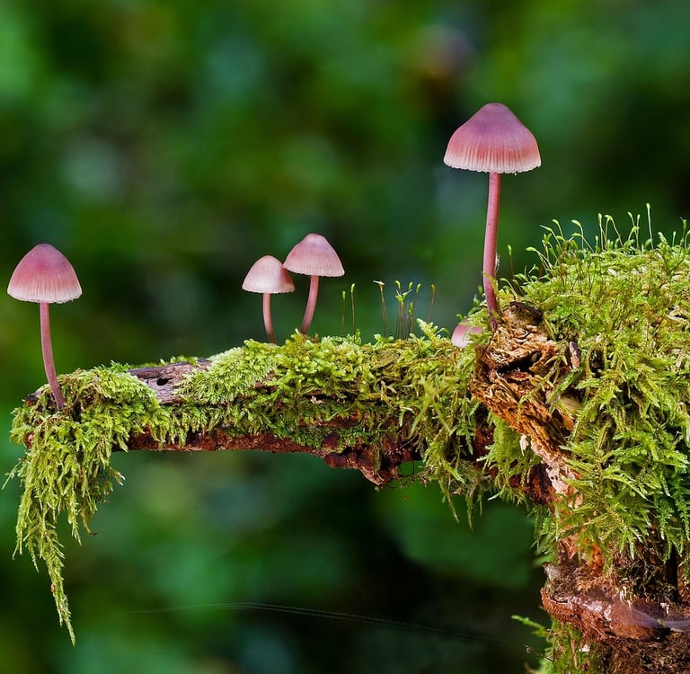 The Hidden Architects of Life: Understanding the Vital Role of Fungi in Earth’s Life Cycle