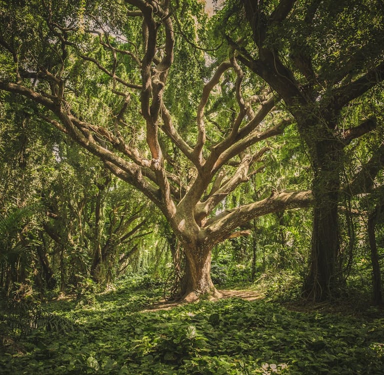 The Secret Life of Trees: How Forests Communicate Beneath the Soil