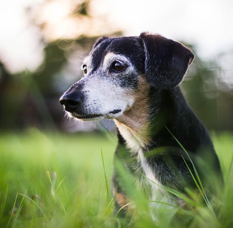 a dog is sitting in the grass and looking at the camera.