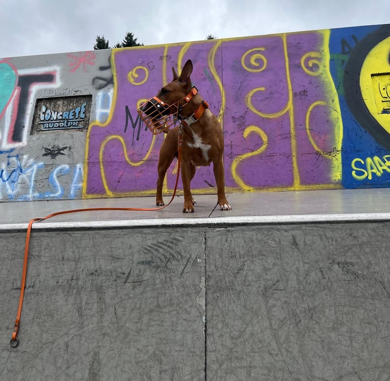 Hund mit pulverbeschichtetem Maulkorb in Orange mit Orange Biothane