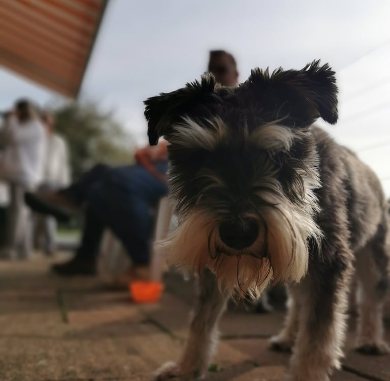 Woof Feedback is important to us