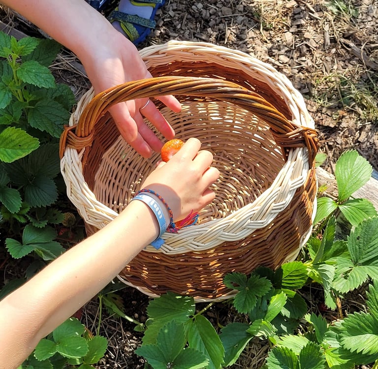 Panier en osier pour la cueillette - Atelier Saule Sister