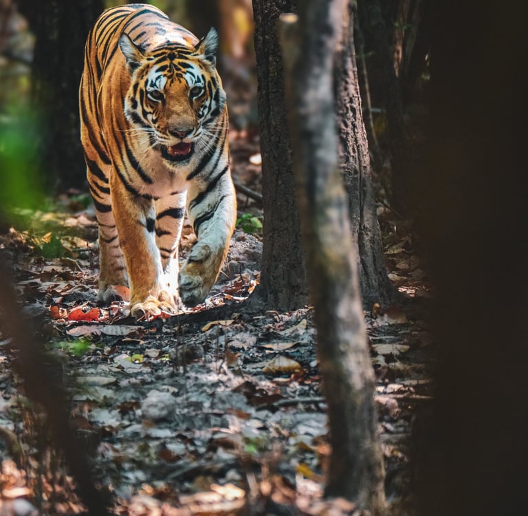 A majestic Bengal tiger prowls through a dense jungle forest with sunlight filtering through trees.