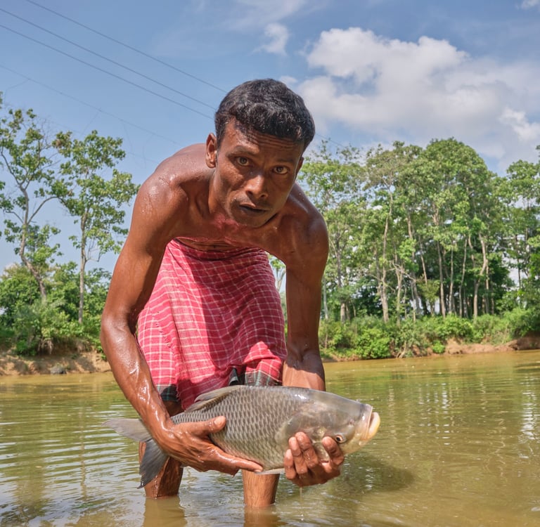 A local fisherman in a lungi holds a large silver carp fish in a river.
