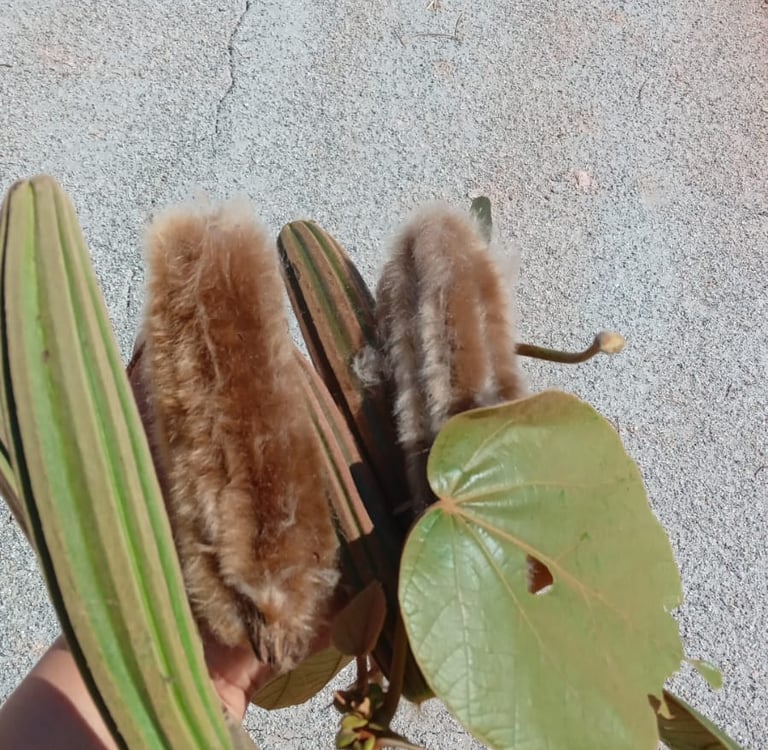 flores da árvore pau de balsa