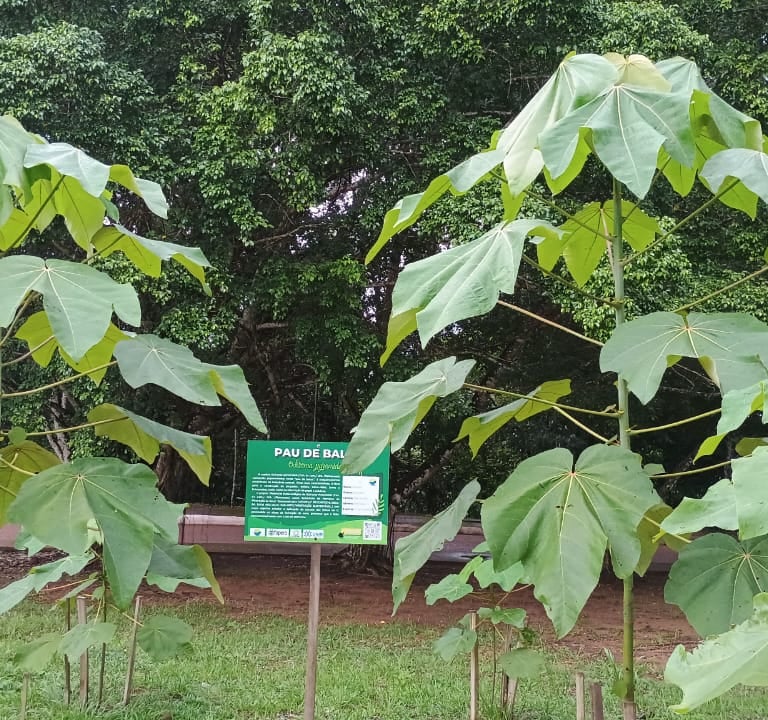 plantas jovens pau de balsa
