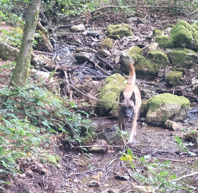 La Maison de Germain accueille les petits toutou