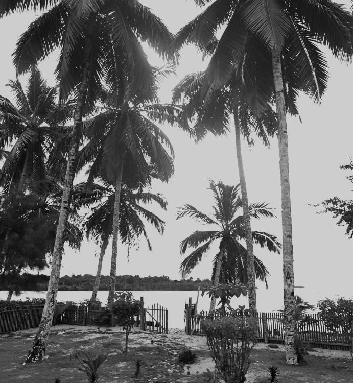 a black and white photo of a beach with palm trees