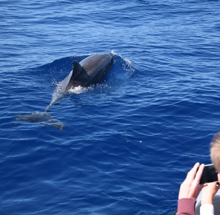 Close-up dolphin sighting on a marine life excursion.