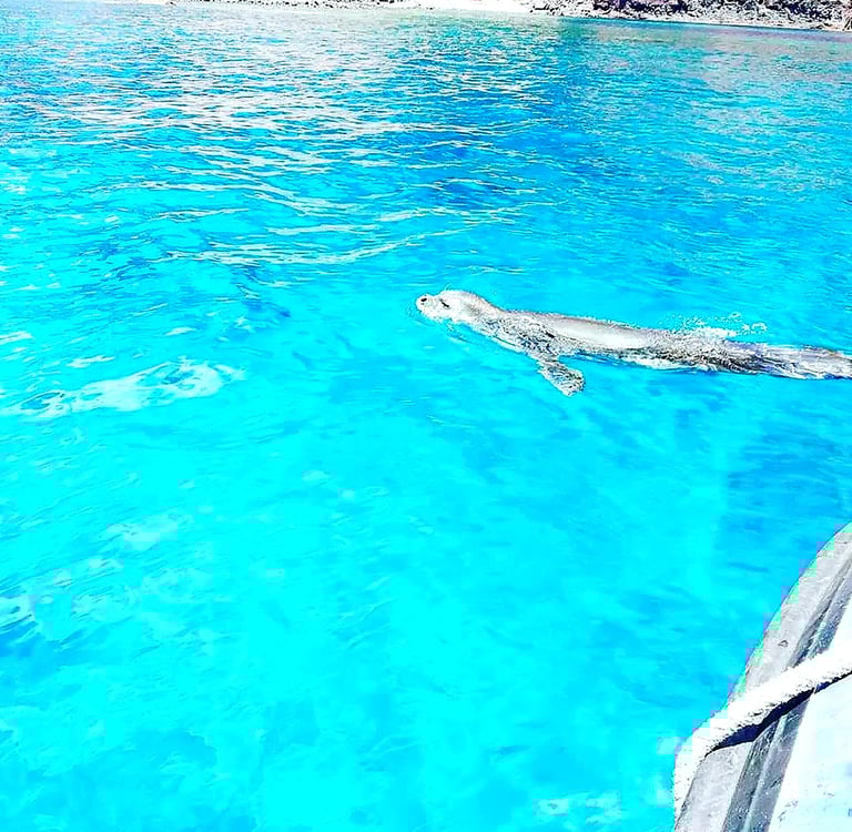 Wild Mediterranean monk seal swimming in crystal clear turquoise water at Ponta de São Lourenço, Madeira