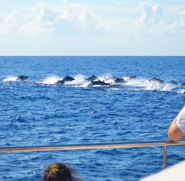 A large pod of dolphins leaping through the waves of the Atlantic Ocean, seen from a VIP Dolphins catamaran in Madeira.