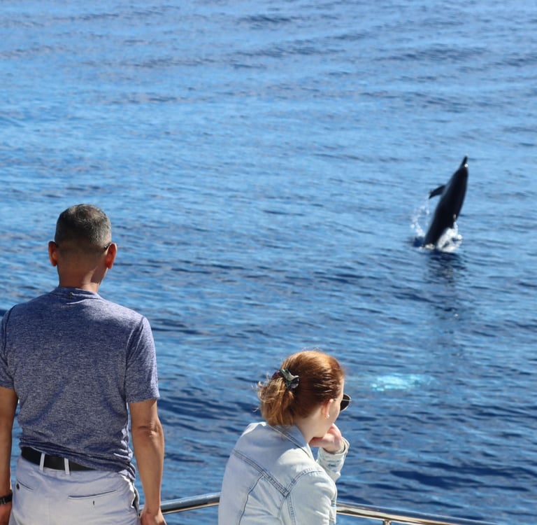 A jumping dolphin captured during a dolphin watching tour in Madeira with VIP Dolphins luxury boat tours.