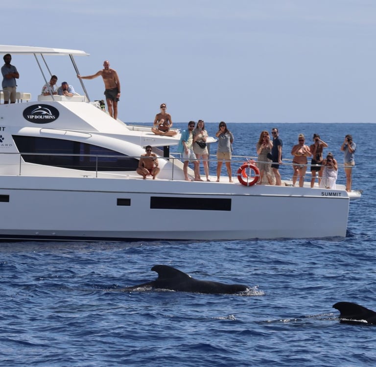 Passengers on the VIP Dolphins catamaran watching two pilot whales surfacing in the Atlantic Ocean.