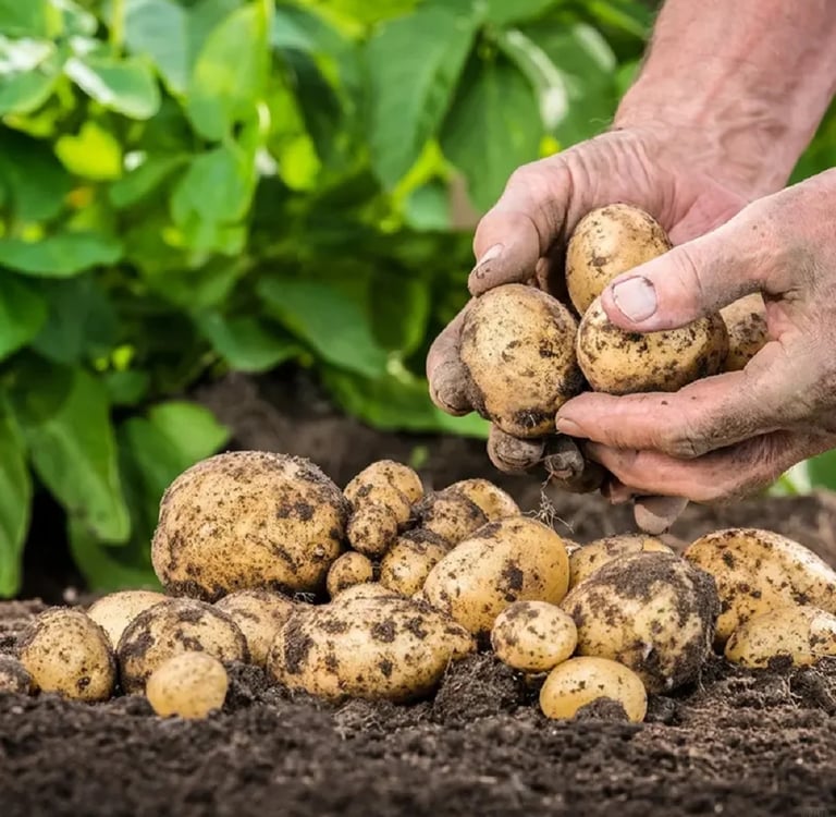 Potato Cold Storage & cold storage plant