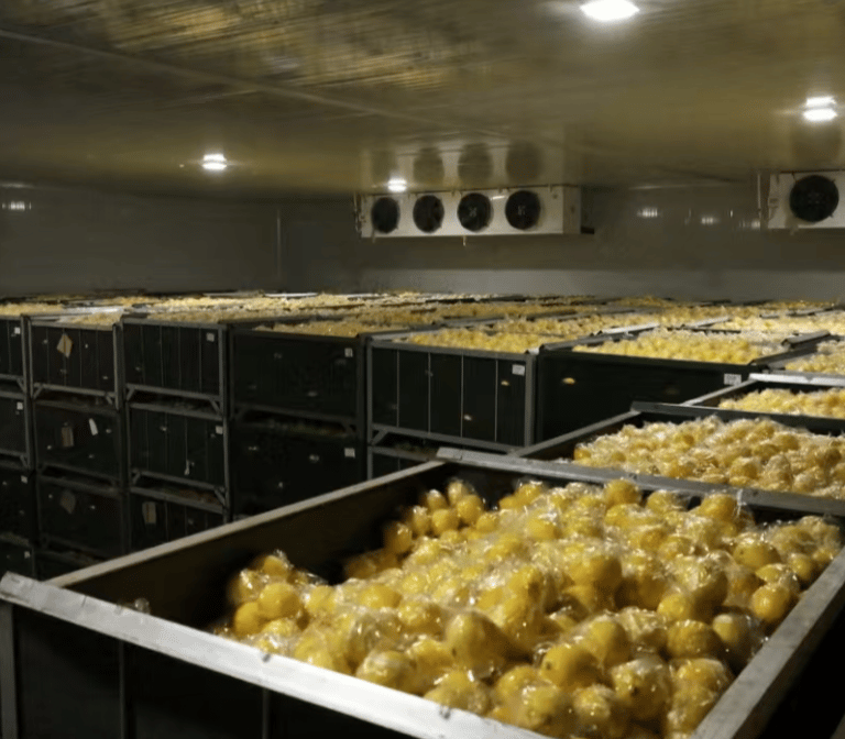 lemon cold storage room interior