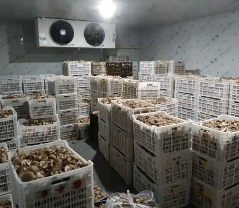 Mushroom growing cold room interior with racks