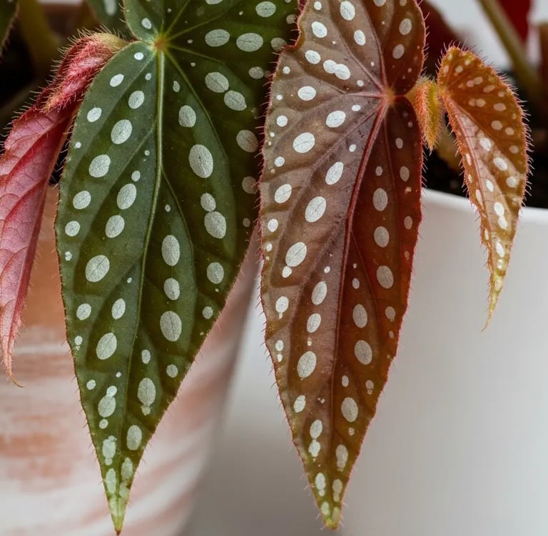 Begonia Maculata con hojas de lunares y envés rojo intenso.