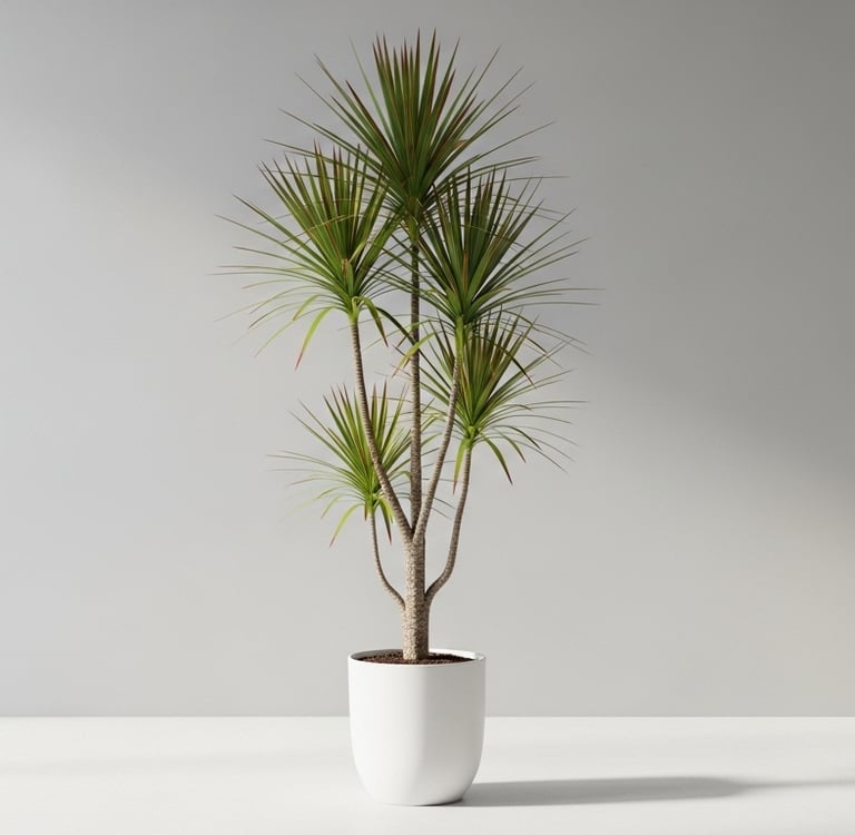 Una planta alta de Drácena marginata con sus troncos delgados y hojas finas con bordes rojizos