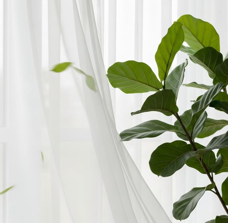 Un Ficus benjamina junto a una ventana con cortinas moviéndose, simulando una brisa suave interior