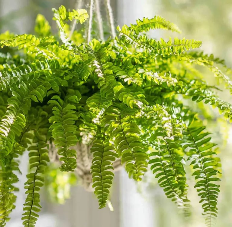 Helecho de Boston frondoso colgando cerca de una ventana luminosa