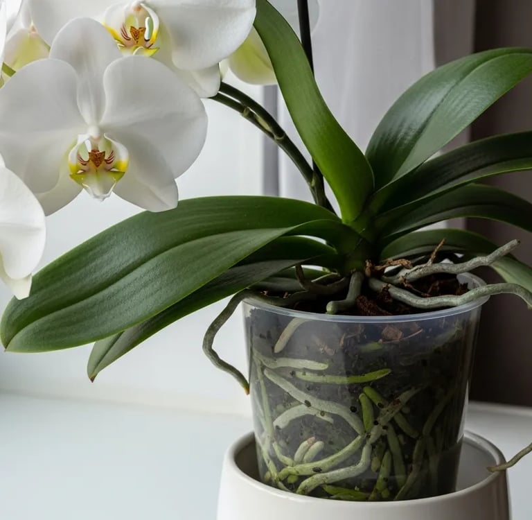Orquídea Phalaenopsis blanca en maceta transparente con raíces verdes visibles.