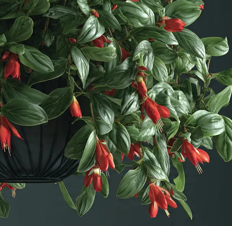 Planta Pintalabios colgante con flores tubulares rojas