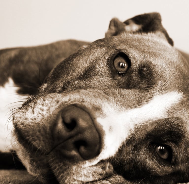 entspannter Hund