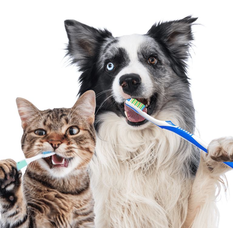 Pet dental teeth cleaning oral health