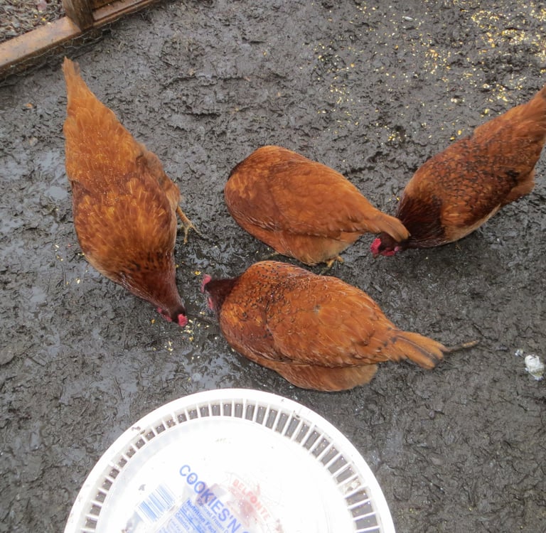 chickens in the muddy run