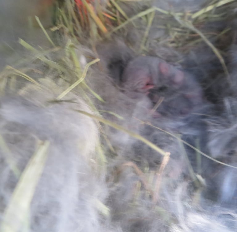 Baby bunnies.