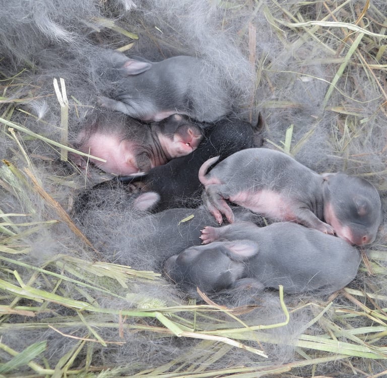 Baby bunnies.