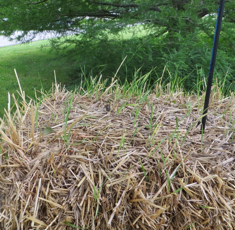 Grass growing on hay bales close up