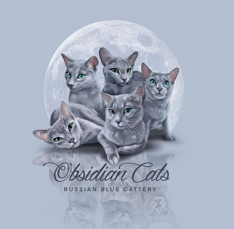 logo obsidian cats elevage bleu russe