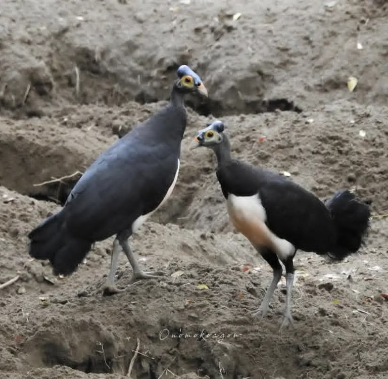 Maleo bird at Tambun Sanctuary, North Sulawesi