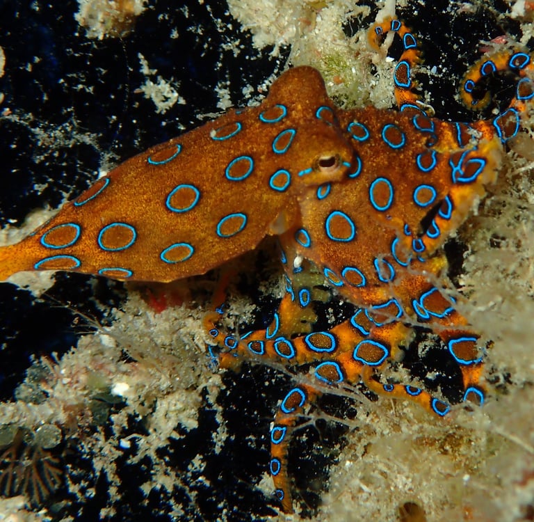 Bluering Octopus | Bogani Explorer
