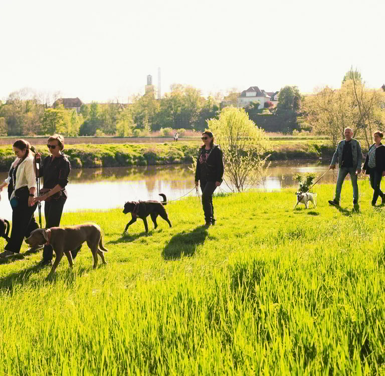 Hundetraining in Merseburg: Social Walk mit angeleinten Hunden unter Anleitung von Basti Matern.