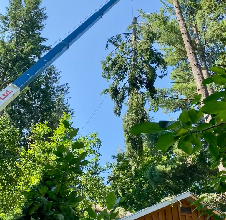 Revelstoke Tree Services