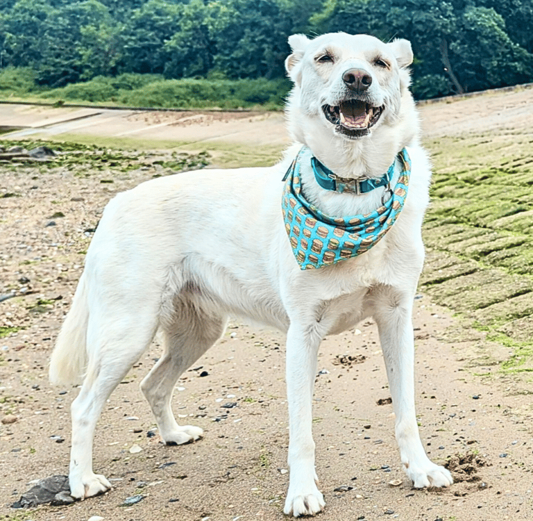 Skye, my white dog, standing proudly on the beach in Edinburgh