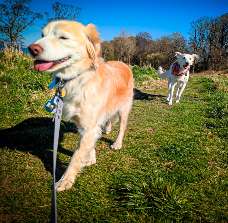 Winnie and Skye enjoying a sunny dog walk in Edinburgh