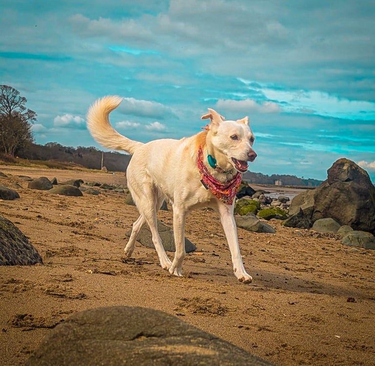 My dog, Skye, enjoying a beach walk in Edinburgh