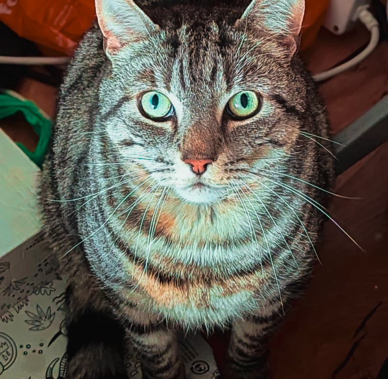 Ziggy posing for a photo update for his owner during cat visits in Edinburgh