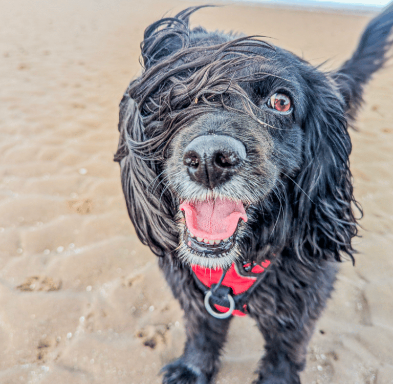 Scout, looking happy and wind swept on the beach during a dog walk in Edinburgh