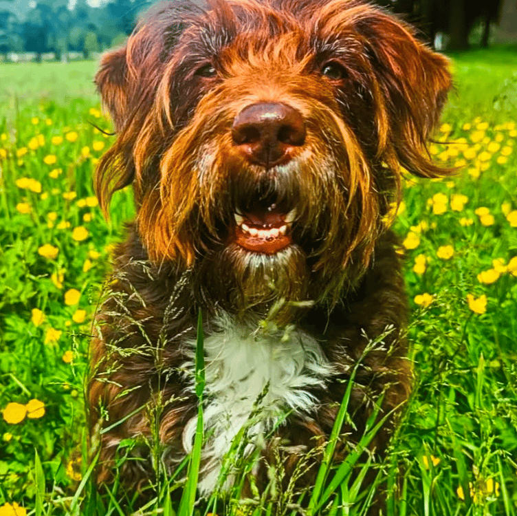 Hallie enjoying her group dog walk in Edinburgh