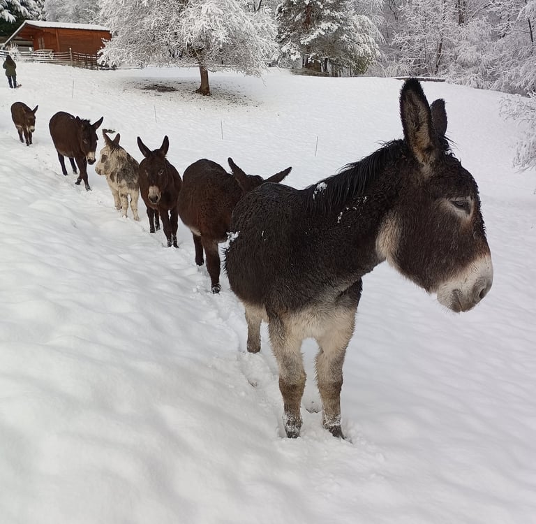 ânes dans la neige en hiver