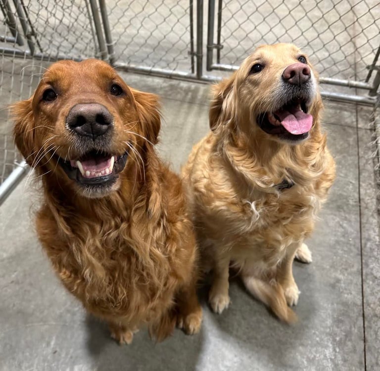 Dog boarding, training and breeding in North Idaho.