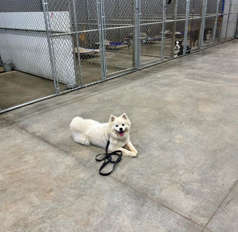 Boarding in North Idaho at Mountain View Kennel.