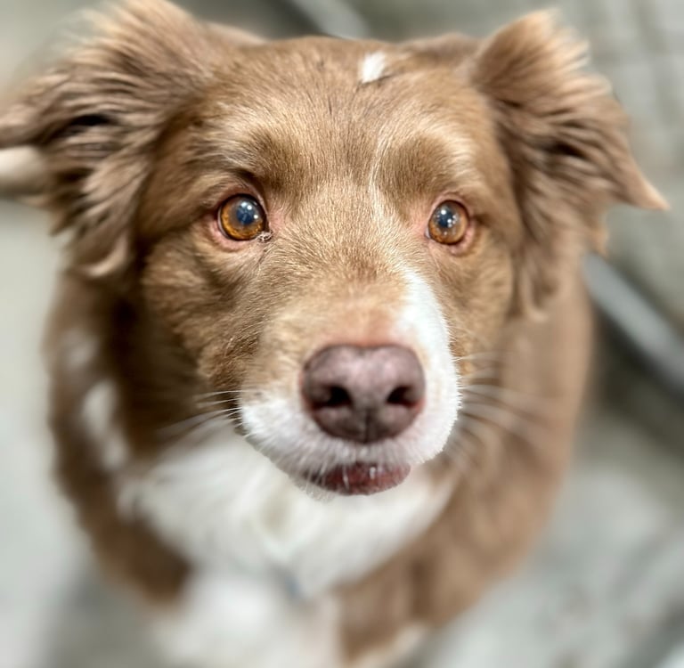 Dog boarding in North Idaho at Mountain View Kennel